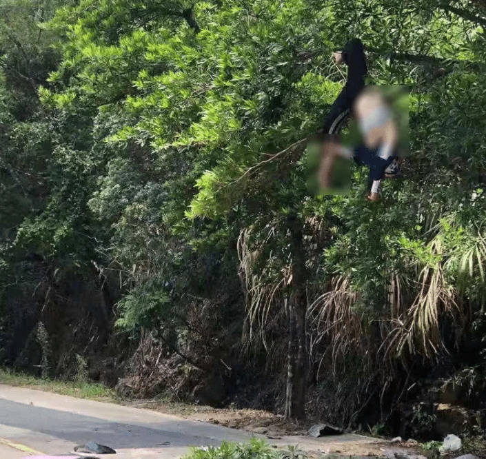 女子骑车撞上树枝身亡，镇政府拒赔引发争议_权威解释