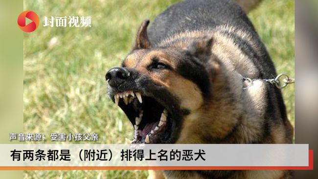 孩子被恶犬咬死，悲剧背后的警醒与反思_说明落实