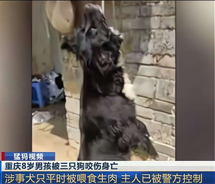 孩子被恶犬咬死，悲剧背后的警醒与反思_说明落实