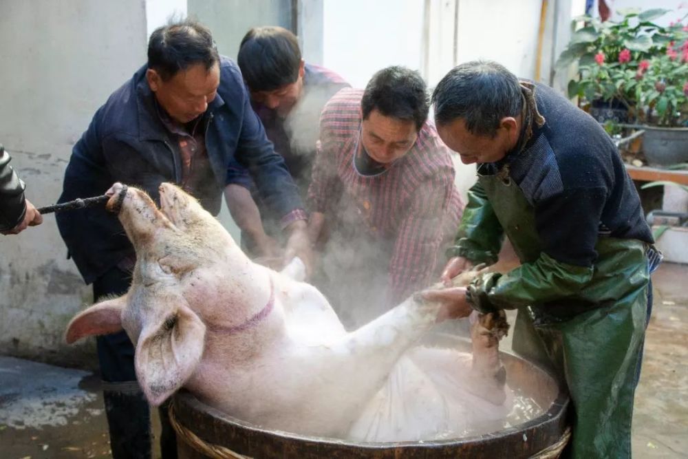 饭店杀猪，传统习俗与现代餐饮的交融_实施落实