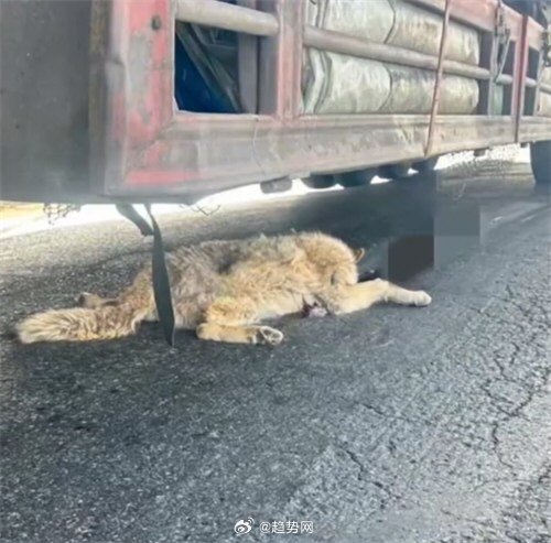 可可西里网红狼遭遇不幸，大货车压死事件引发深思_贯彻落实