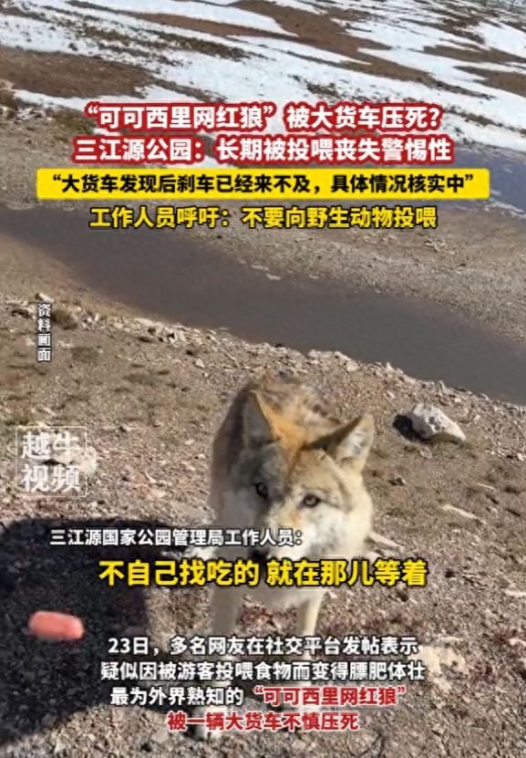 可可西里网红狼遭遇不幸，大货车压死事件引发深思_细化落实