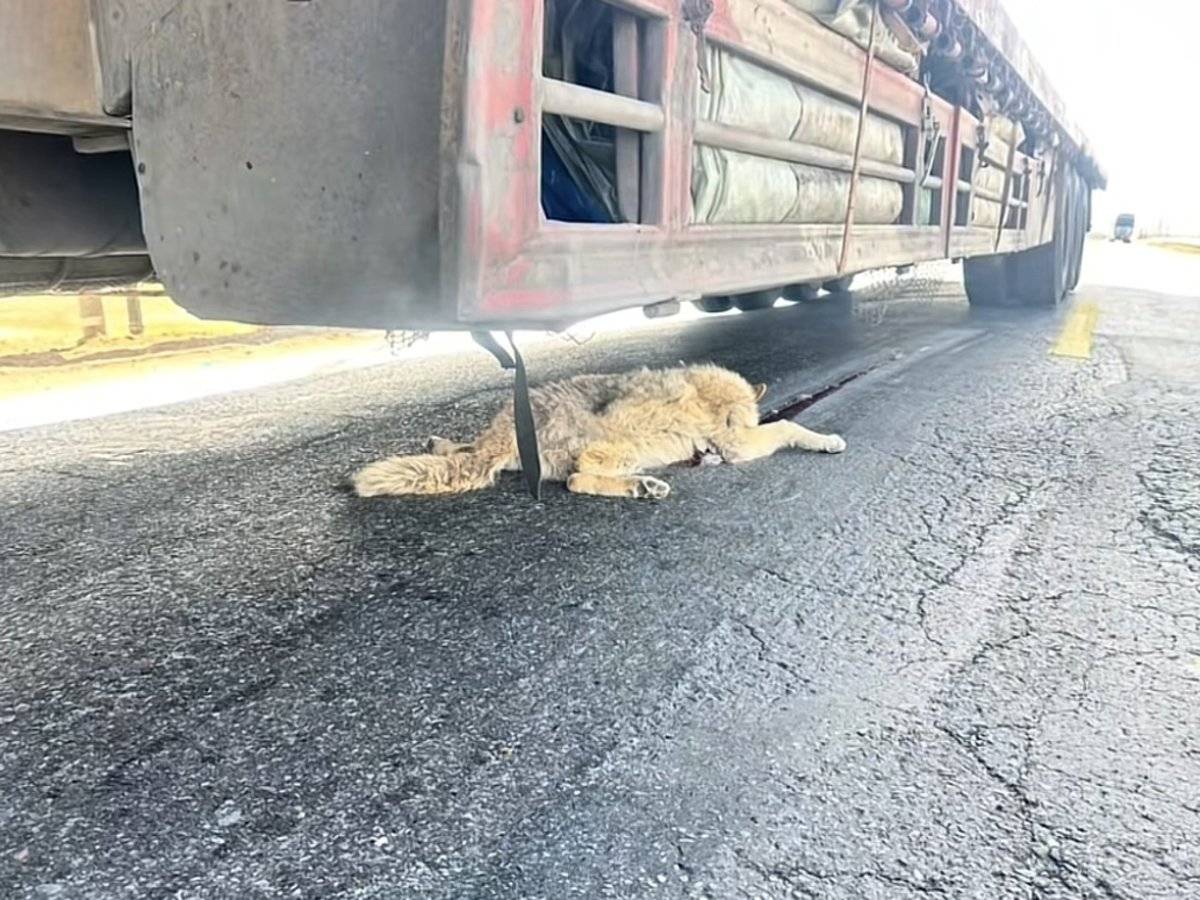 可可西里网红狼遭遇不幸，大货车压死事件引发深思_细化落实