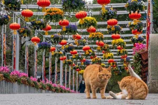 植物園內(nèi)流浪貓死亡事件，反思與啟示_實施落實