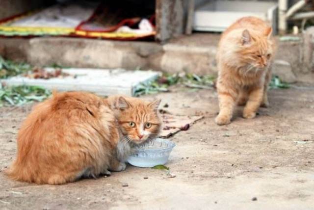 植物园内流浪猫死亡事件探究_精准解释落实