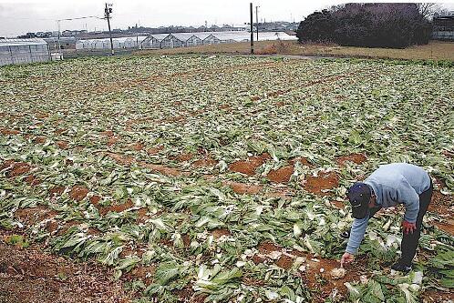 中国籍两兄弟在日本偷走3200颗包菜事件探究_落实到位解释