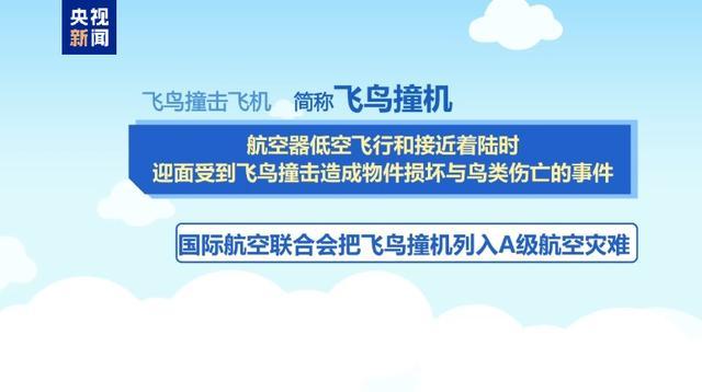 阿航坠机事件，鸟撞还是导弹误击的真相探究_执行落实