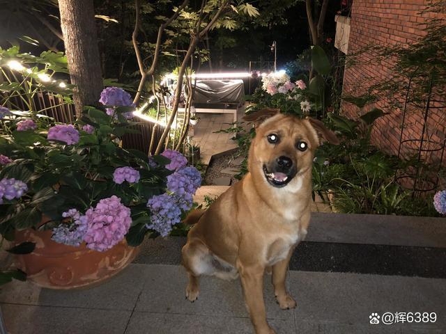 田园犬之伴，网红博主吴霜的生命与忠诚_方案细化和落实