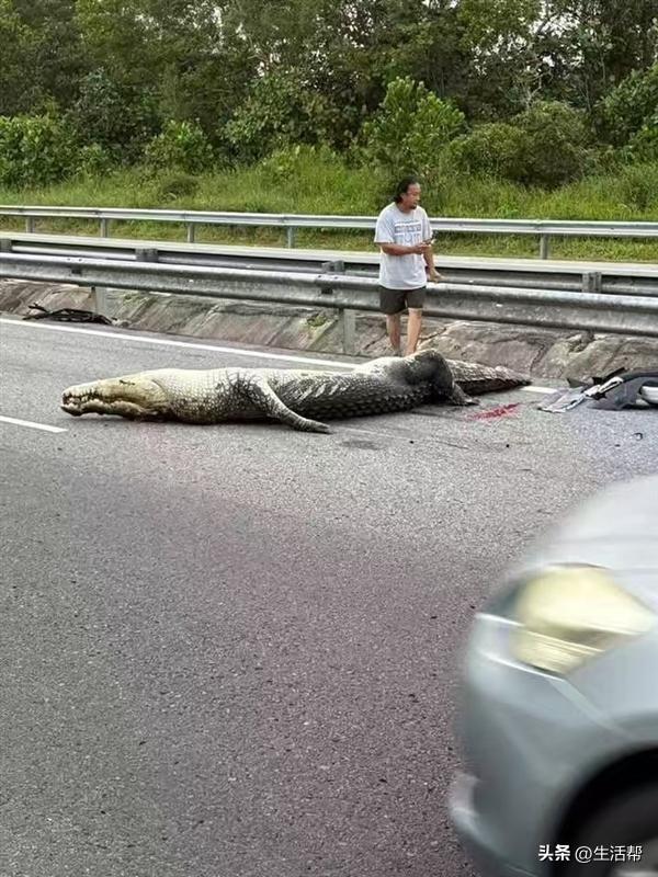 比亚迪海狮在文莱撞死大鳄鱼，一则关于意外与生态的反思_精密解答