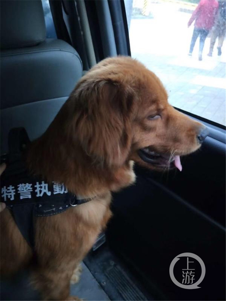 警犬伸出小脑瓜盯梢，特警工作中的无声守护者