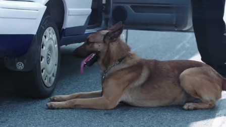 警犬伸出小腦瓜盯梢，特警工作中的無聲守護者