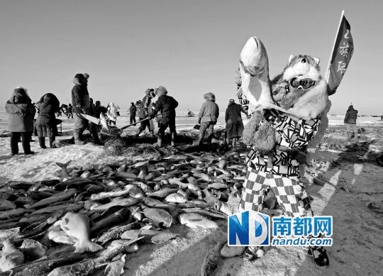 吉林查干湖冬捕頭魚拍出近百萬(wàn)，傳統(tǒng)冬捕與現(xiàn)代價(jià)值的碰撞融合