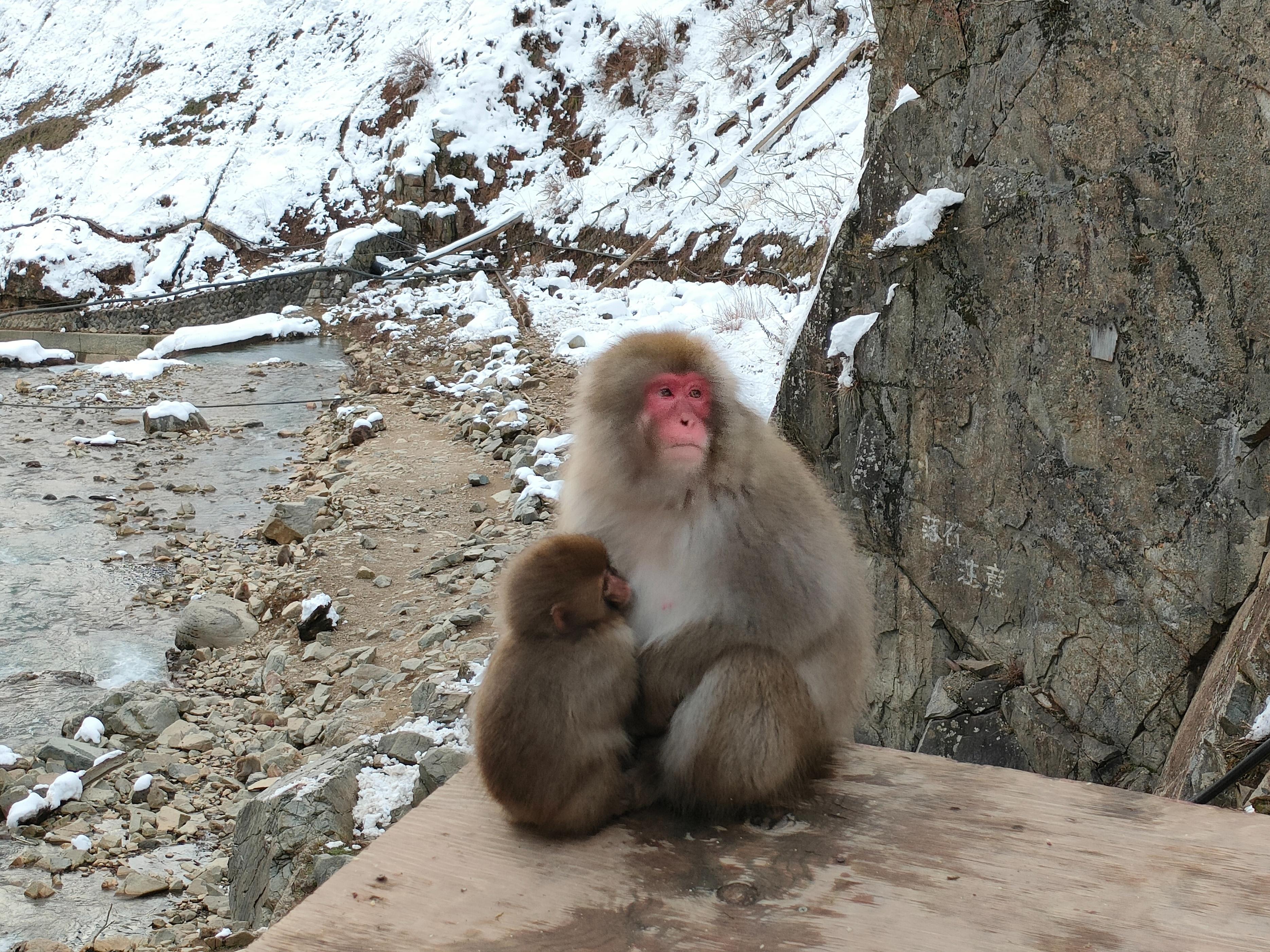 冰境溫泉中的猴趣