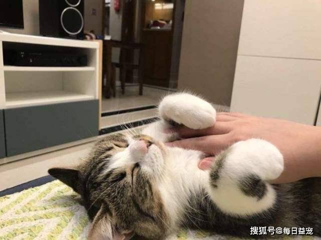 小猫的按摩艺术，一脸不高兴背后的温馨故事