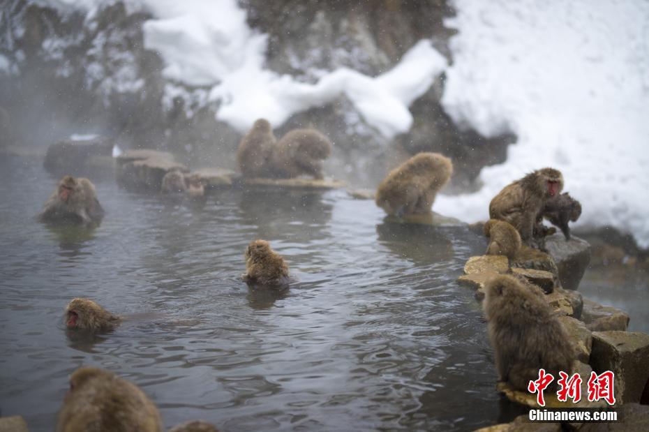 景区回应猴子泡温泉，人与自然和谐共生的新探索