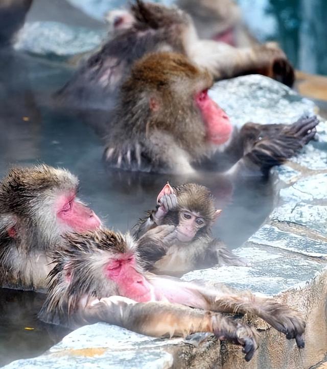 景区回应猴子泡温泉，人与自然和谐共生的新探索