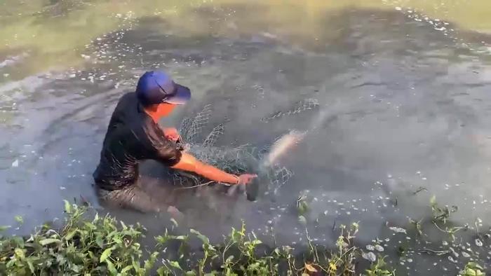 河中大鱼拖人下水吃掉？多方辟谣