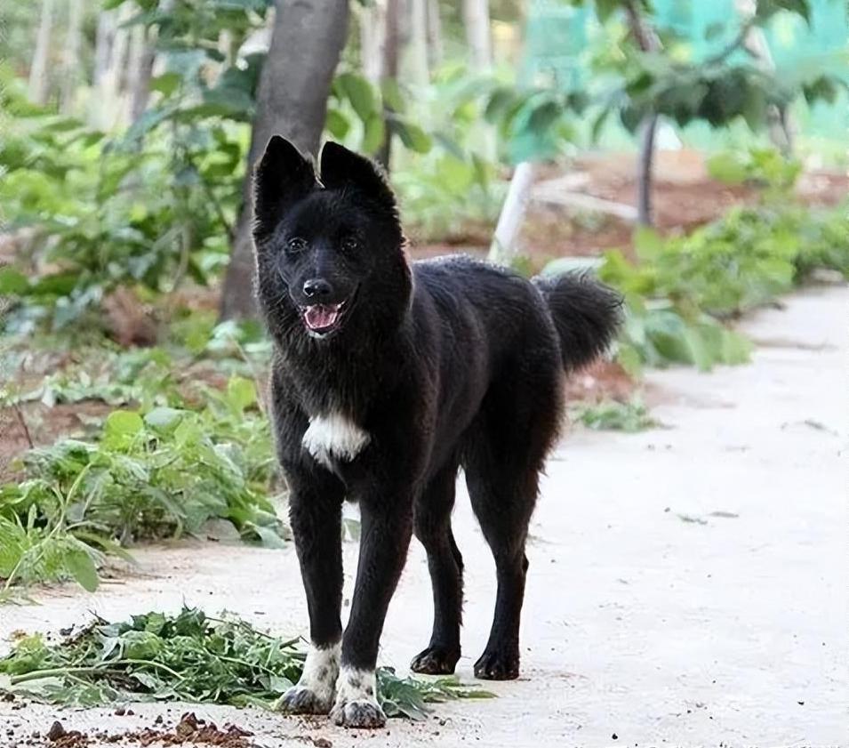 狗狗合照时起立牵起小主人手，人与犬之间的深厚情感纽带