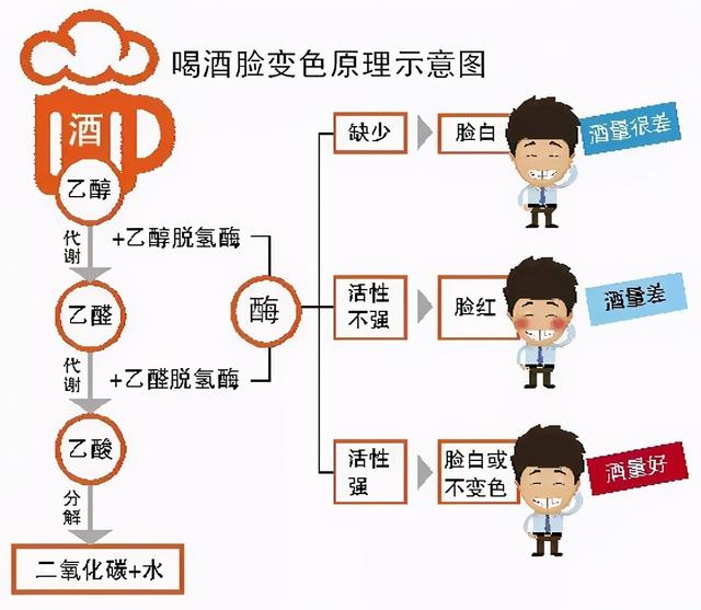 喝酒臉紅是否真的是一種基因突變？探究背后的科學(xué)真相