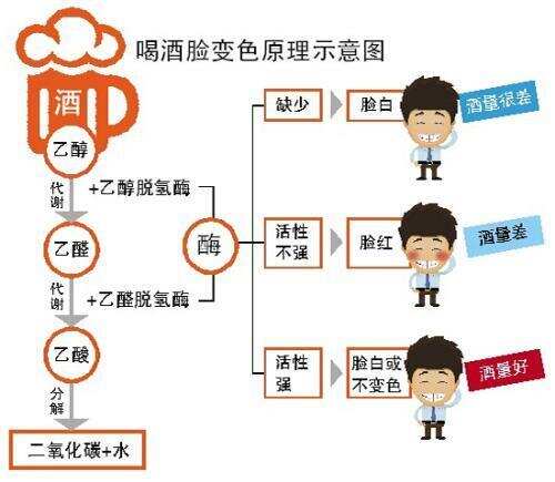 喝酒脸红其实是一种基因突变