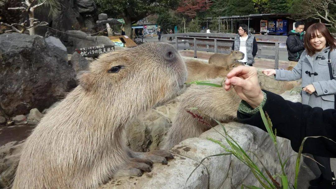 动物园回应水豚被猩猩欺负虐待事件，深度剖析与反思