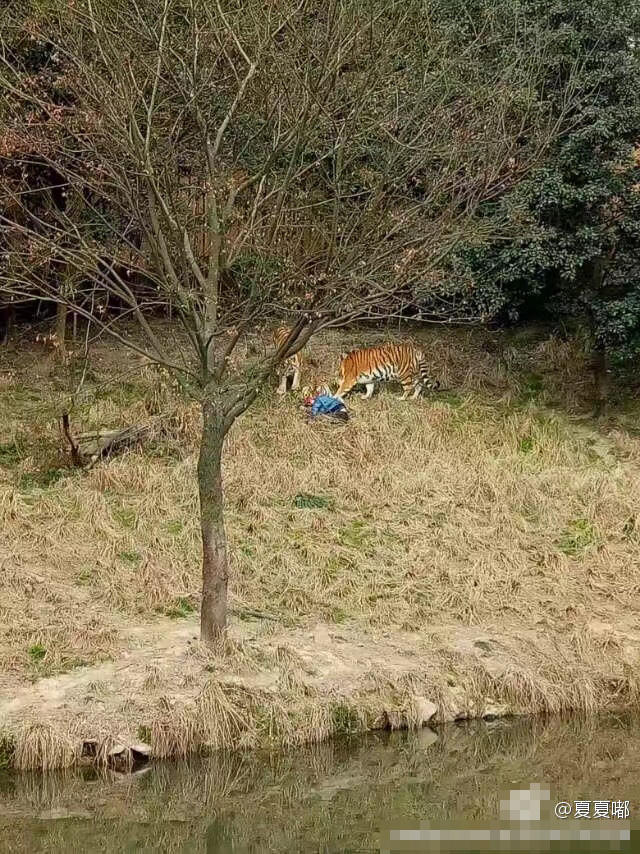 動物園老虎咬人事件深度解析