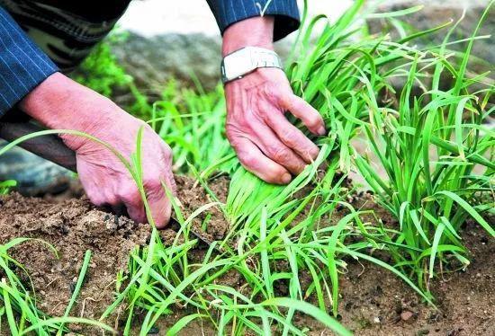 花重金潤英國，卻成韭菜命運？深度解讀背后的故事