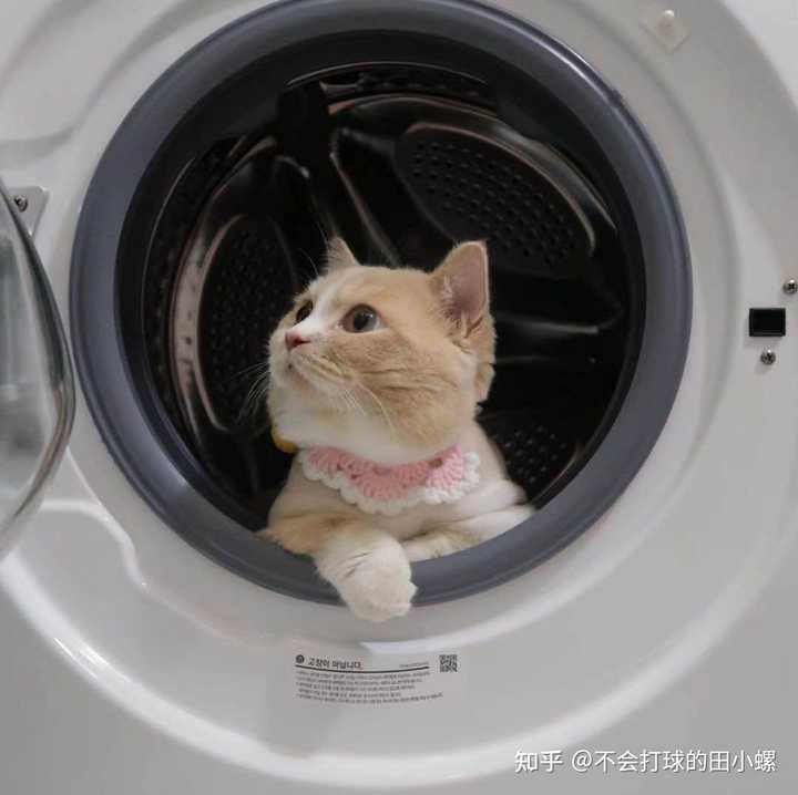 猫意外进入洗衣机，一场令人捧腹的洗礼经历