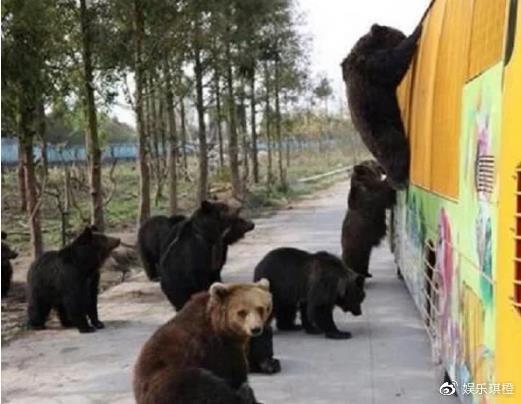 飼養員被熊吃事件后續，反思動物園管理與人獸共存的邊界