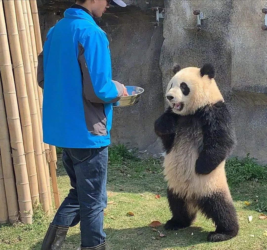 男子拿可樂砸向熊貓，事件背后的反思與啟示