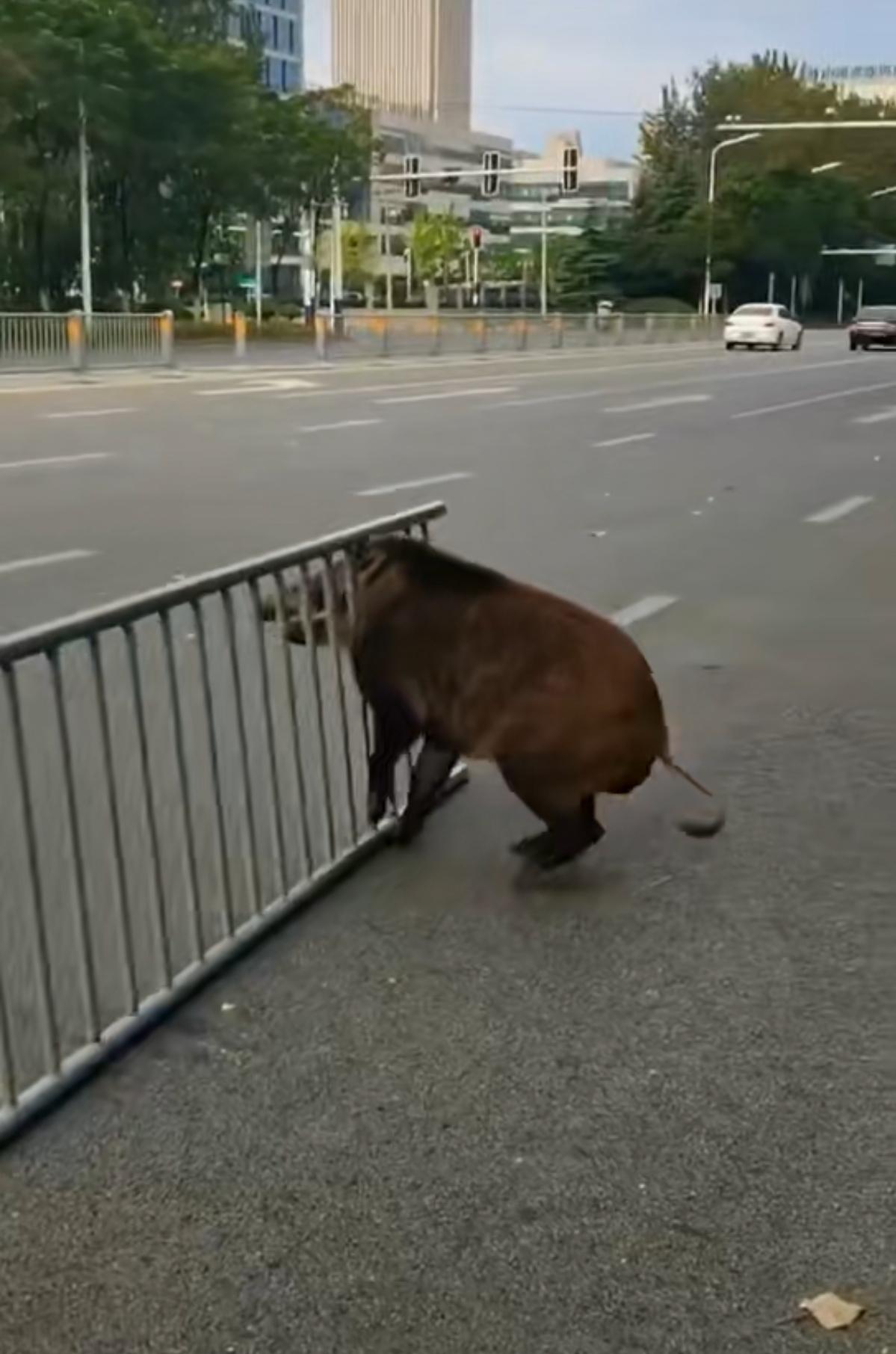 探寻野猪踪迹，一场自然探索之旅的视频记录