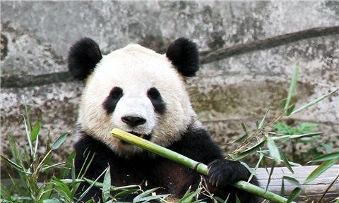 重慶動物園實施黑名單制度，守護動物權益，倡導文明游覽