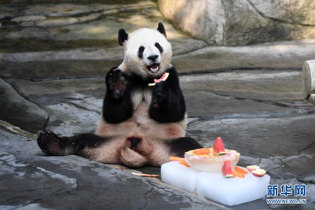 重慶動物園百度貼吧，動物愛好者與網友的互動樂園