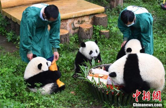 重庆动物园百度贴吧，动物爱好者与网友的互动乐园