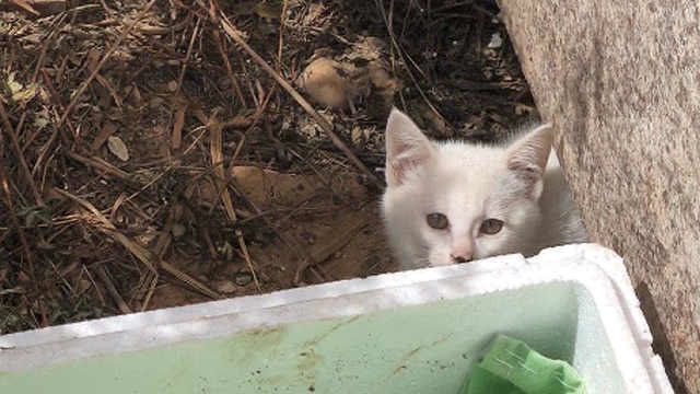 小区物业毒死猫事件，反思与探讨