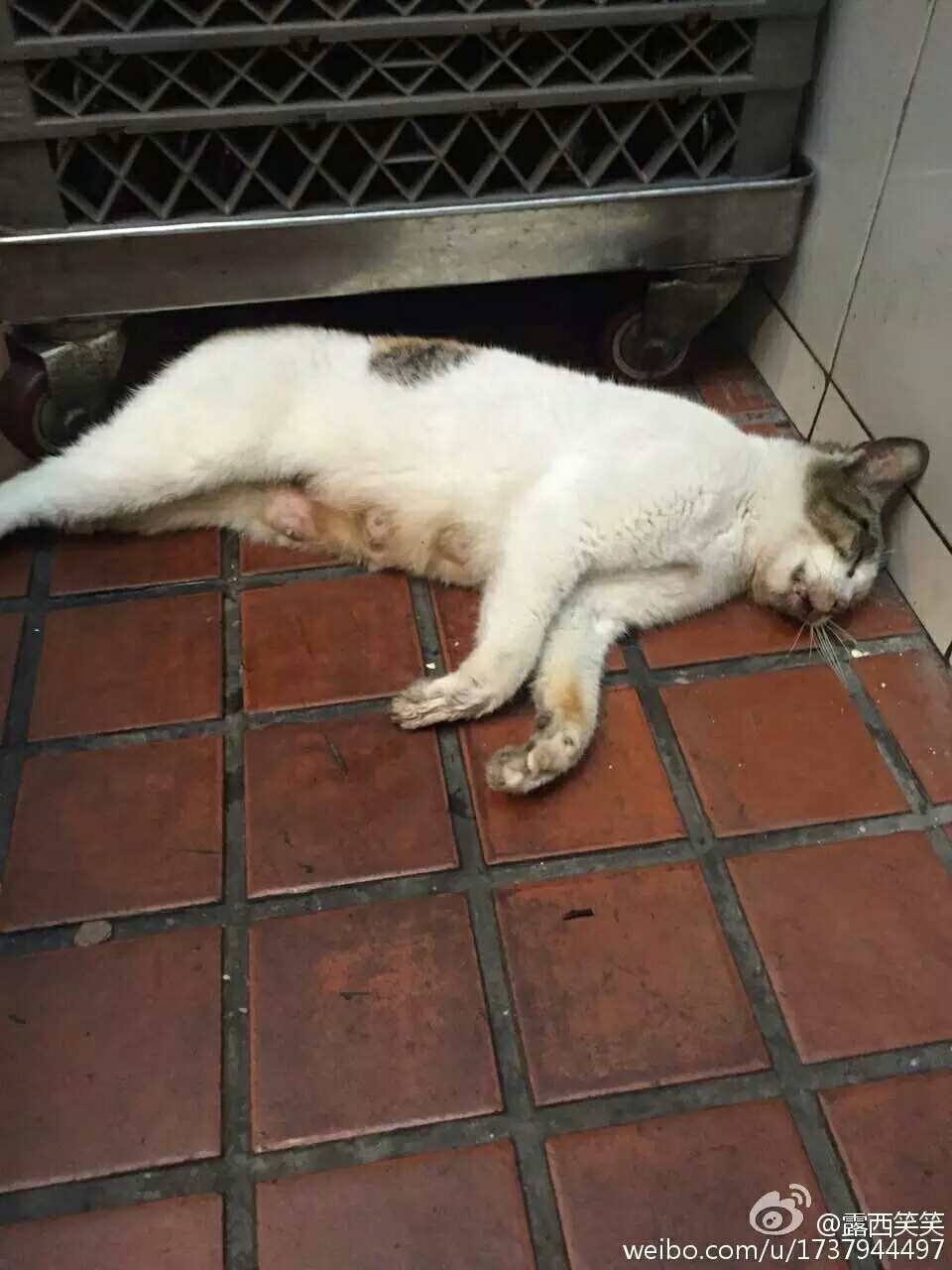 小区物业毒死猫事件，反思与探讨