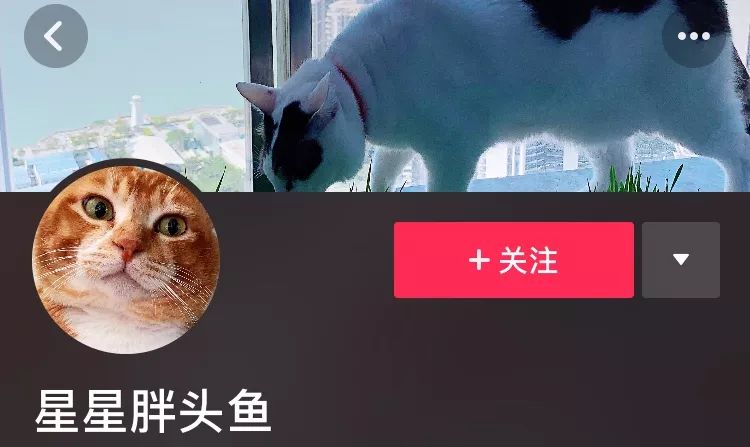 抖音网红野猪，现象解读与深度分析