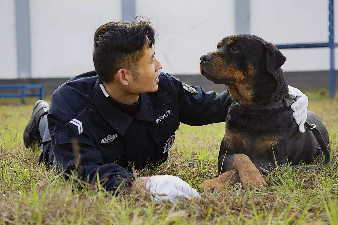 流浪狗逆袭之路，凭实力成为警犬学员