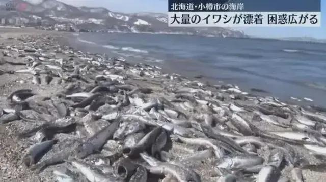 北海道沙灘驚現大量死魚，揭示生態危機一二三四