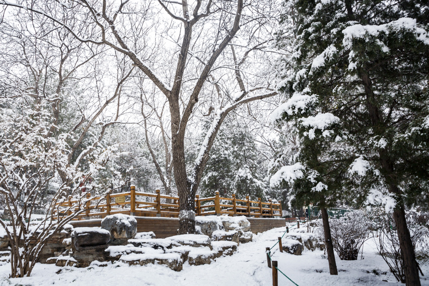 瑞雪兆丰年——记2020年北京的第一场雪