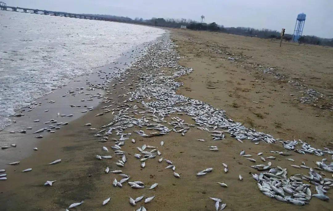 日本北海道一沙灘現大量死魚，生態警示與環境保護的緊迫性