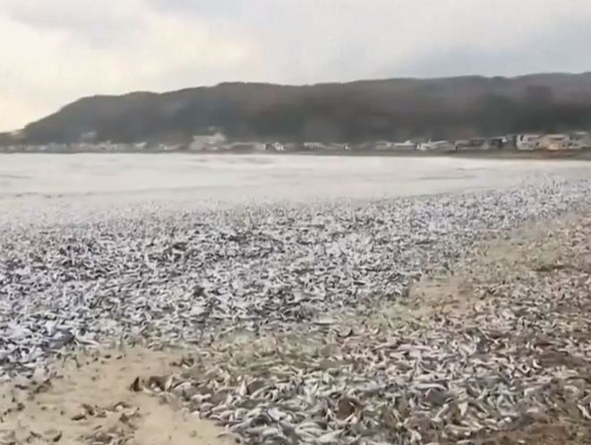 日本北海道一沙滩现大量死鱼，生态警示与环境保护的紧迫性