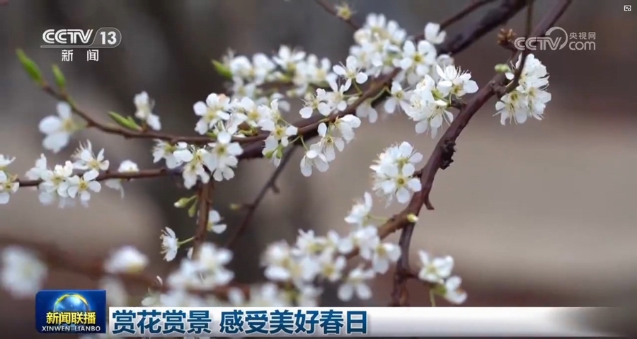 春光無限好，賞花賞景正當時！揭秘春日美景背后的秘密！