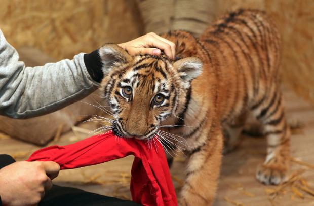 广东惊现大规模弃猫事件，500余只猫咪遭遗弃，生死未卜！