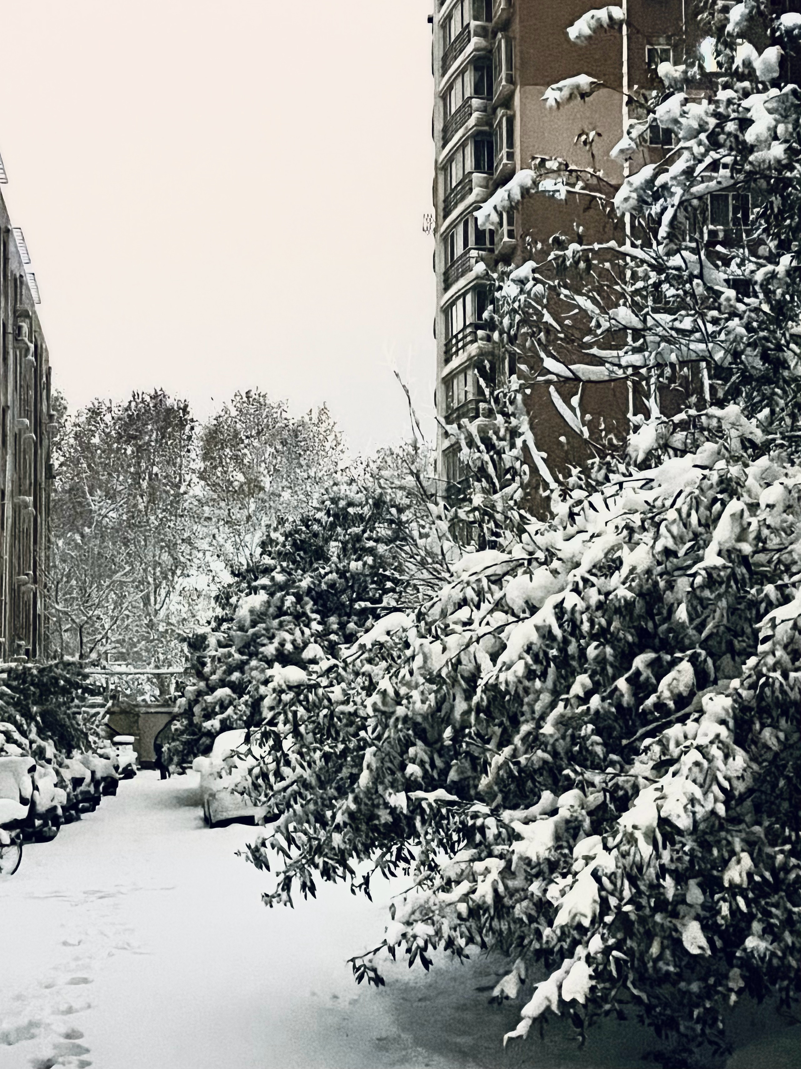 郑州下雪了，冬日雪舞背后的深度解读