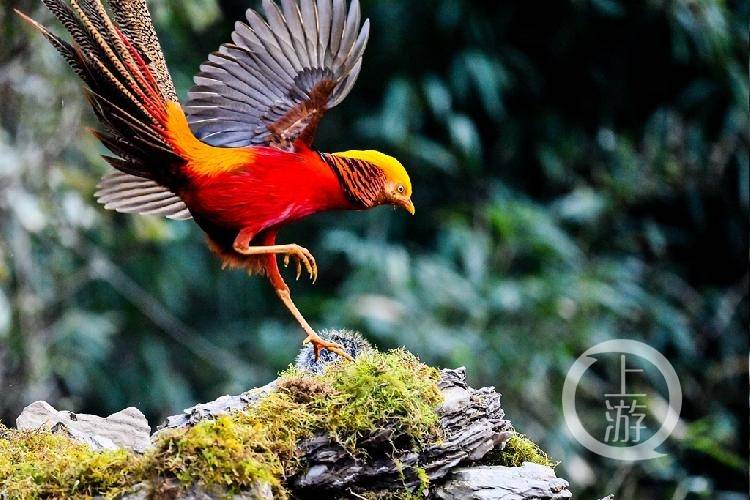 紅腹錦雞舞動長空，紅鳳雙飛的神秘時刻揭秘