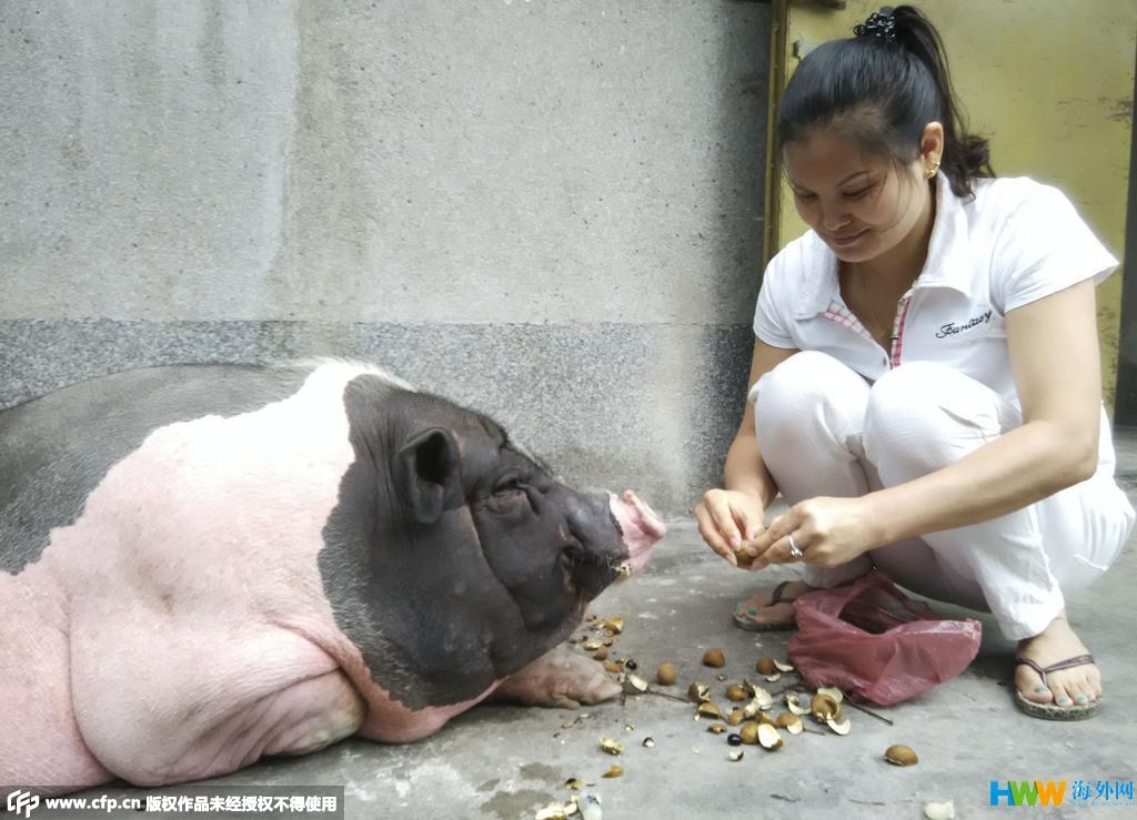 釣魚驚現巨物，垂釣者意外釣起巨型肥豬，重達兩百多斤，背后有何玄機？