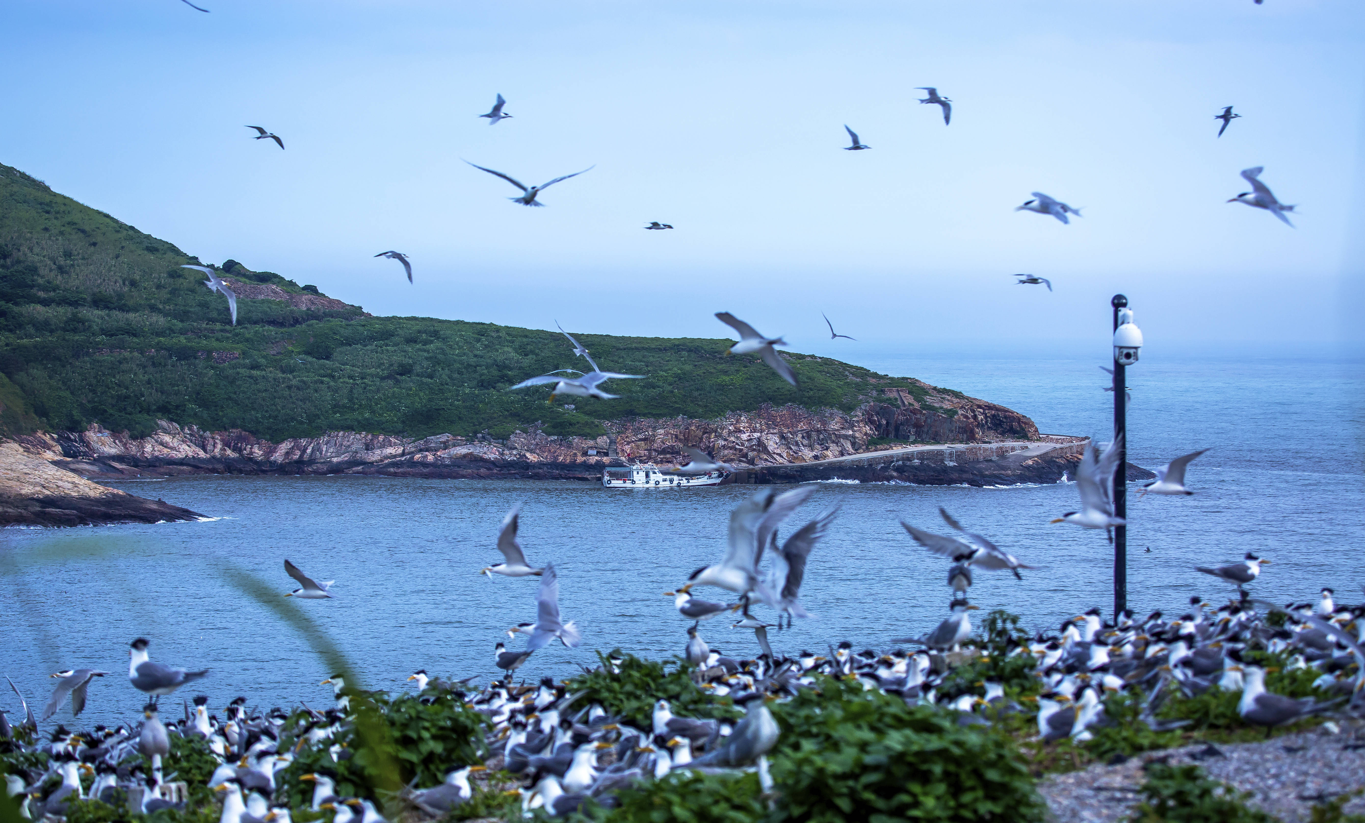 浙江海島招募守鳥人，四個月的獨特生活體驗