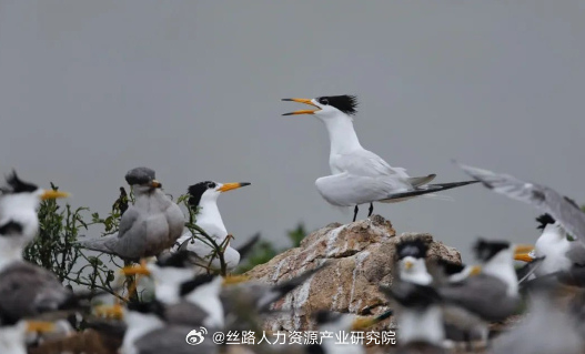 浙江海岛招募守鸟人，四个月的独特生活体验