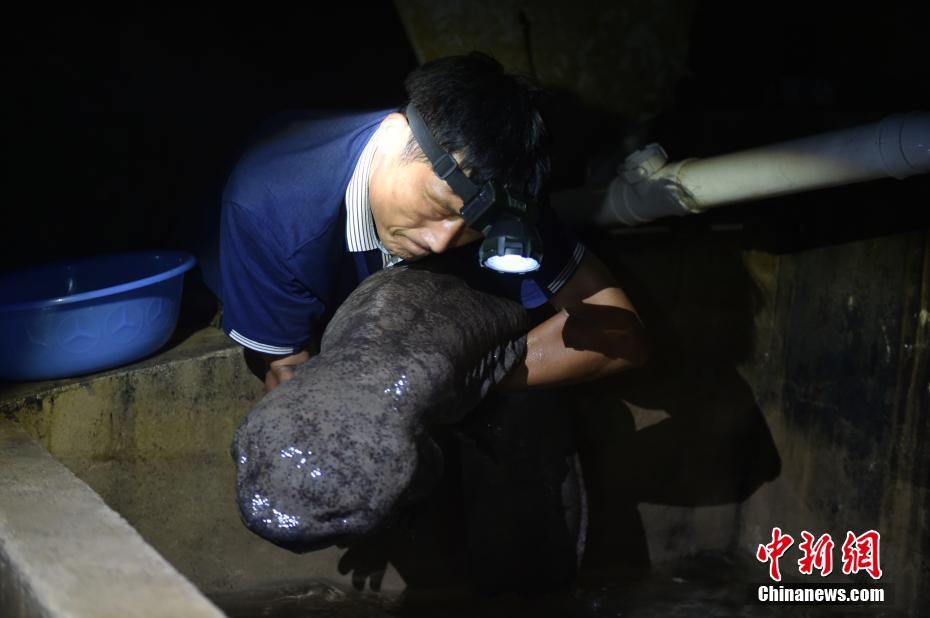 震驚！村民老屋拆遷竟挖出巨型娃娃魚，重近四十斤！神秘故事揭秘！